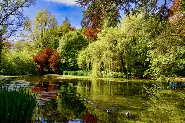 Spring Pond in the Cotswolds Picture Board by Alice Rose Lenton