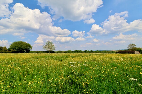 Yellow Buttercup Wild Flower Meadow Panorama Picture Board by Alice Rose Lenton