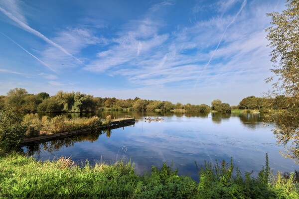 Tranquil Lake Landscape, Kingsbury Water Park Picture Board by Alice Rose Lenton