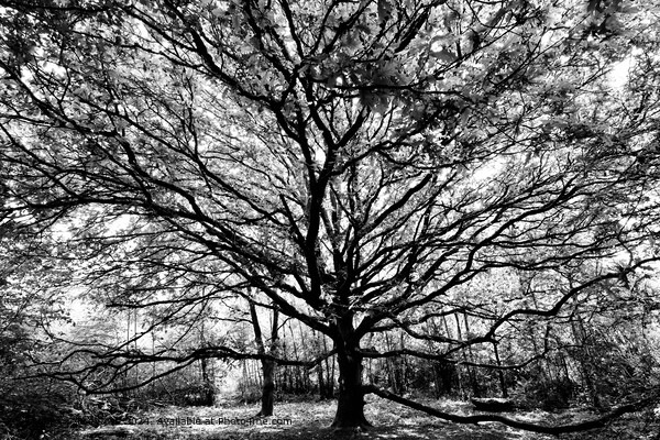 Black and White Oak Tree Picture Board by Alice Rose Lenton
