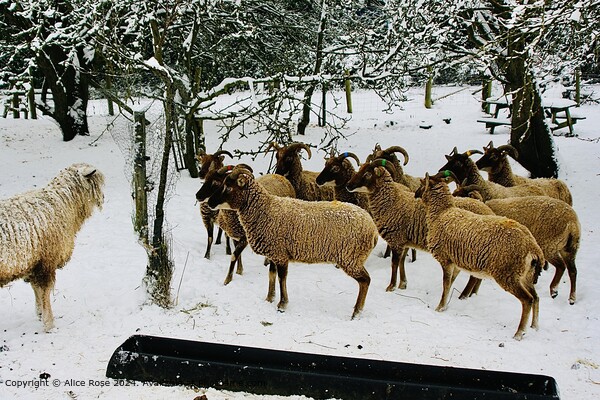 Snowy Sheep Standoff Picture Board by Alice Rose Lenton
