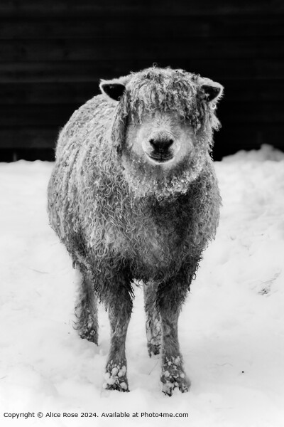 Cotswold Sheep Black and White Picture Board by Alice Rose Lenton