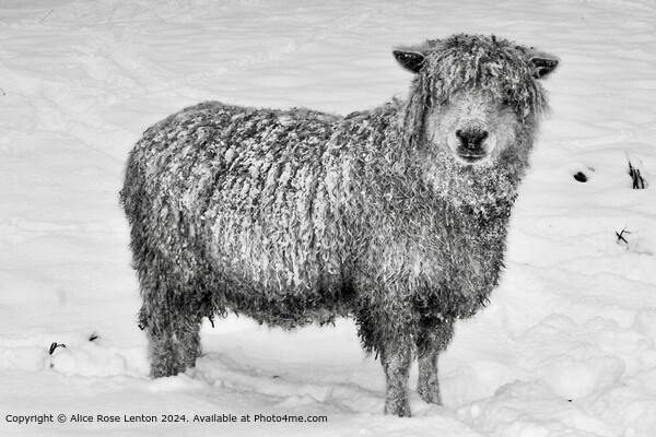 Rare Breed Cotswold Sheep in the Snow, Black and W Picture Board by Alice Rose Lenton