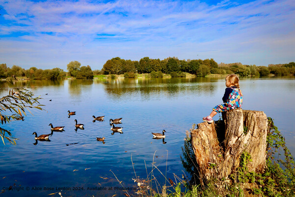 Serene Lake Reflections Kingsbury Water Park in Warwickshire Picture Board by Alice Rose Lenton