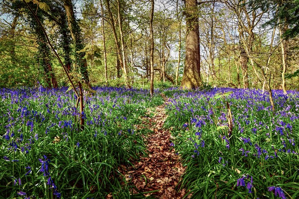 Bluebell Path in the Bluebell Woods of Saltwells Nature Reserve Picture Board by Alice Rose Lenton