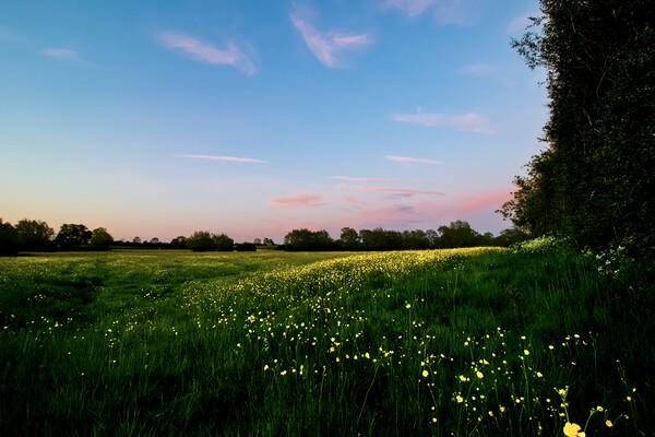 Bright Yellow Buttercups in a Pink Evening Light Picture Board by Alice Rose Lenton