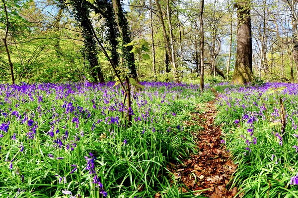 Enticing Path through a Spring Bluebell Wood Picture Board by Alice Rose Lenton