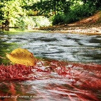 River Alne Nature: Yellow Leaf, Red Roots