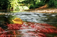 Click to show how this picture will look as a piece of wall art