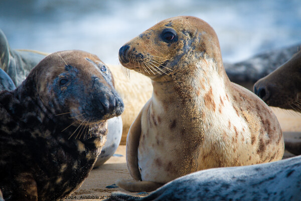 Seals of Horsey Gap  Picture Board by Steven Kirsop
