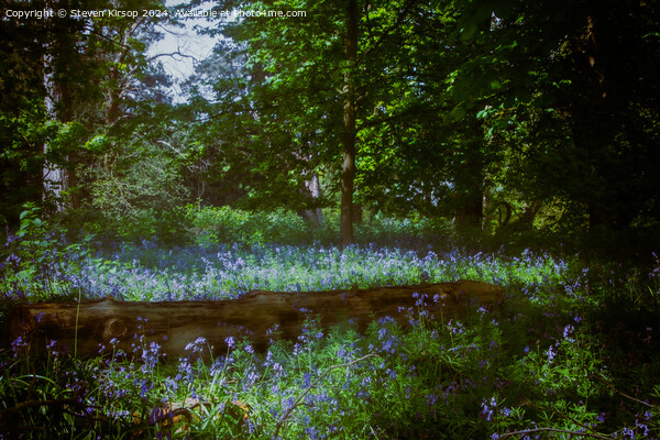 Bluebell dreams  Picture Board by Steven Kirsop