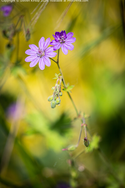 Wild Flower Bokeh Landscape Picture Board by Steven Kirsop