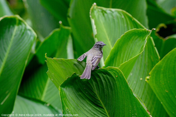 Bird relaxing on the leafs Picture Board by Rene Kluge