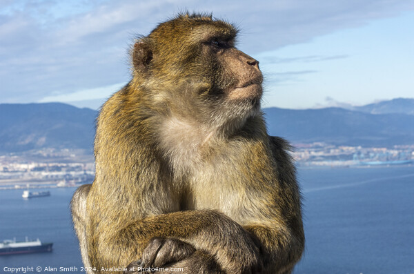 A Barbary Ape Picture Board by Alan Smith