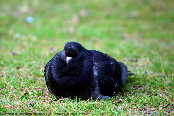City Dove Resting on the Grass at Hyde Park Picture Board by Maximilian Newmark