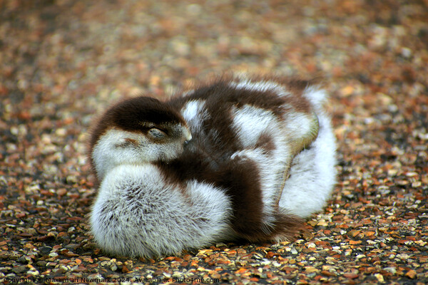 A Gosling Resting near the Serpentine Picture Board by Maximilian Newmark