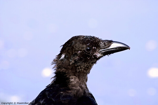 Close-Up Portrait of a Carrion Crow Picture Board by Maximilian Newmark