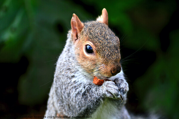 A Grey Squirrel Holding a Nut in a Lush Park Picture Board by Maximilian Newmark