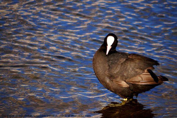 Lone Eurasian Coot Standing at the Edge of the Serpentine Picture Board by Maximilian Newmark