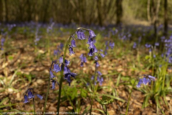 A close up of a British Bluebell Picture Board by Kasia Ociepa