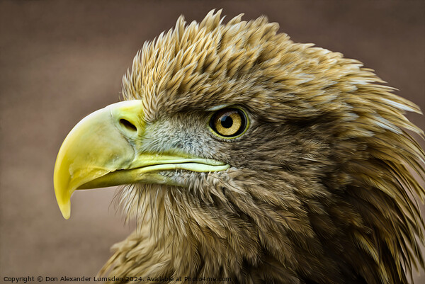 Golden Eagle Picture Board by Don Alexander Lumsden