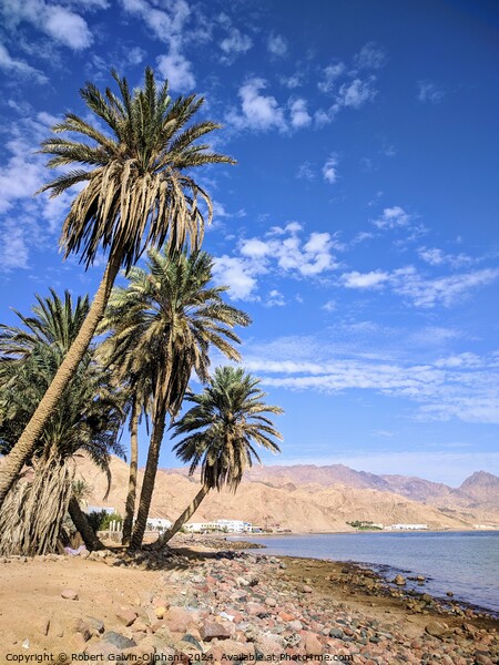 Palms on a Dahab, Egypt beach Picture Board by Robert Galvin-Oliphant