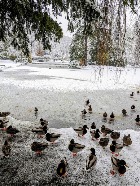 Ducks at a frozen and snowy park pond Picture Board by Robert Galvin-Oliphant