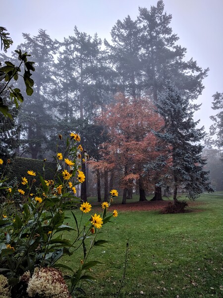 Flowers in a misty autumn park Picture Board by Robert Galvin-Oliphant