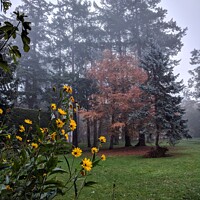 Flowers in a misty autumn park