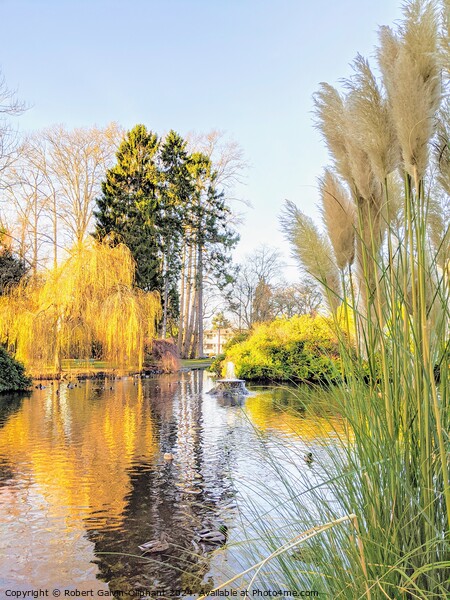 Pampas grass by park pond Picture Board by Robert Galvin-Oliphant
