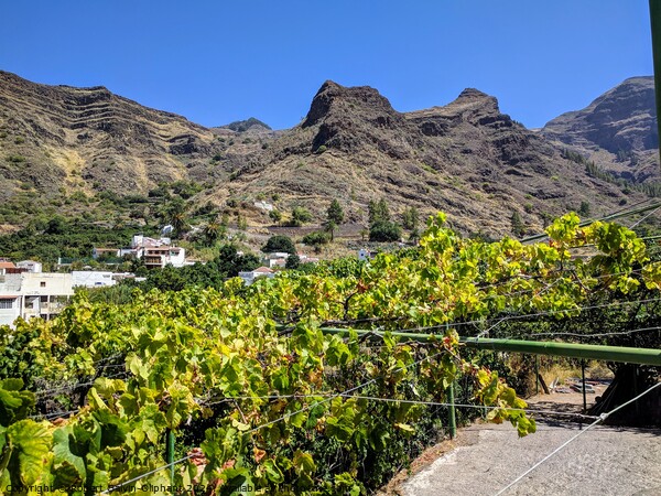 Grape vines on Gran Canaria  Picture Board by Robert Galvin-Oliphant