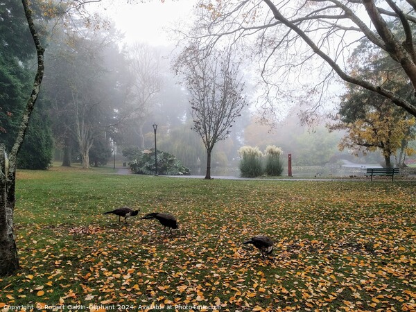 Peacocks in a foggy park Picture Board by Robert Galvin-Oliphant