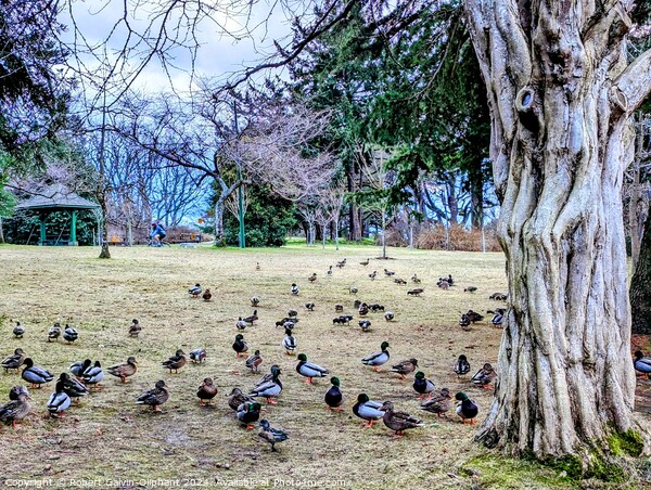 Ducks congregate by an old tree Picture Board by Robert Galvin-Oliphant