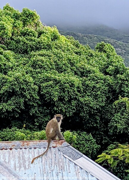 A Vervet monkey sits atop a roof  Picture Board by Robert Galvin-Oliphant
