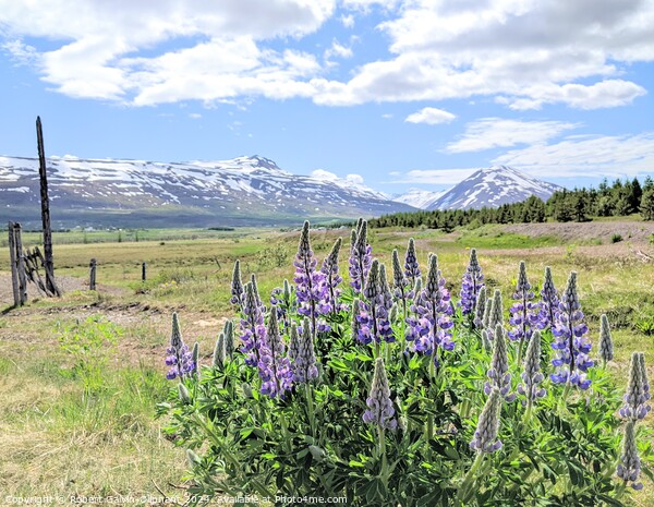 Lupine flowers and snowy mountains  Picture Board by Robert Galvin-Oliphant