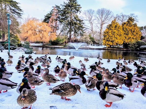 Snowy Ducks Beacon Hill Picture Board by Robert Galvin-Oliphant