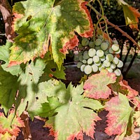 Moroccan Grapes Ripening
