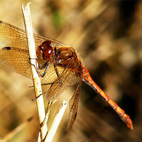 Buy canvas prints of Dragonfly by val butcher