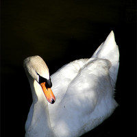 Buy canvas prints of Swan In Relief by val butcher