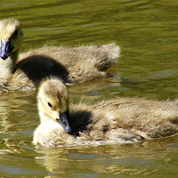 Buy canvas prints of Goslings by val butcher