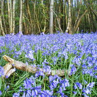 Buy canvas prints of Bluebells and Log by val butcher