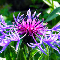 Buy canvas prints of Mountain Knapweed by val butcher