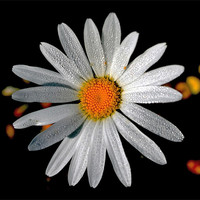 Buy canvas prints of Corn Chamomile with Dewdrops by val butcher