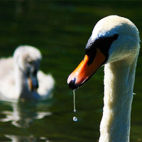 Buy canvas prints of Swan with Cygnet by val butcher