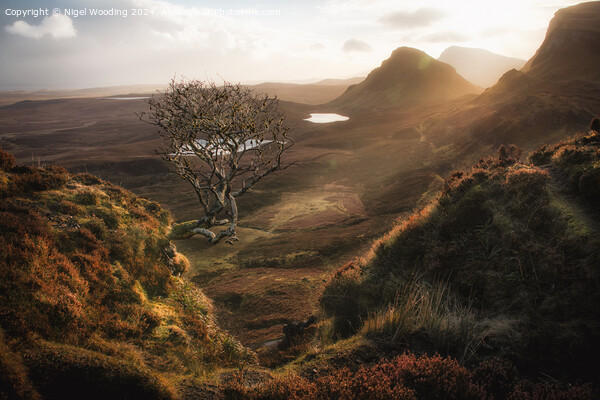 Lone Tree at the Quiraing Picture Board by Nigel Wooding