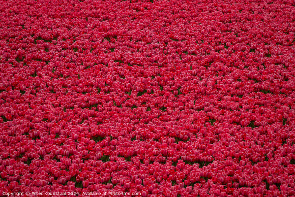 A field full of tulips Picture Board by Peter Koudstaal