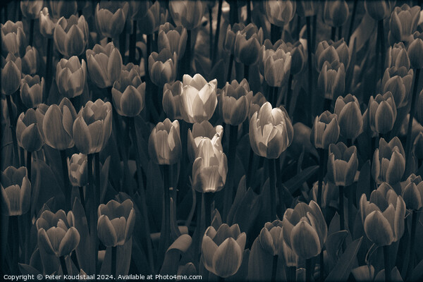 Tulips in sepia Picture Board by Peter Koudstaal