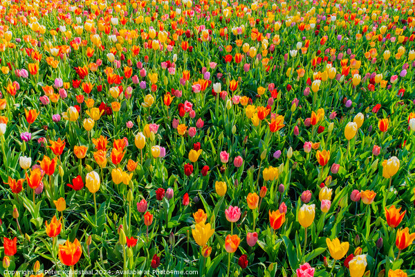 Outdoor flower field Picture Board by Peter Koudstaal