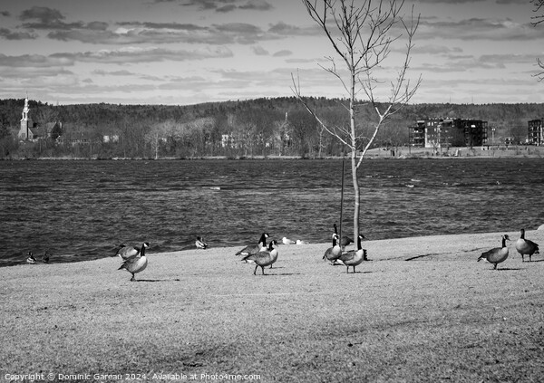 Canadian Geese By The River Picture Board by Dominic Gareau