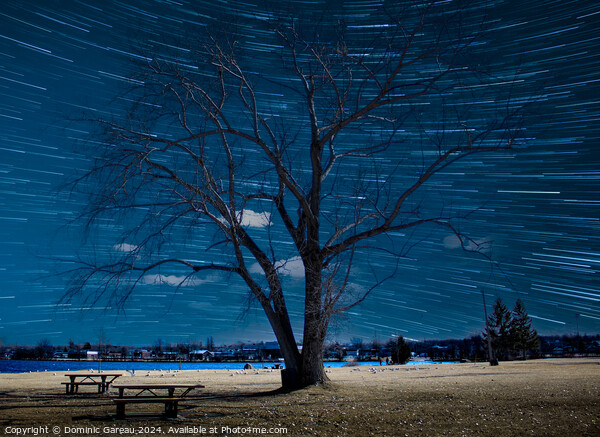 Star Trails Behind Tree Picture Board by Dominic Gareau